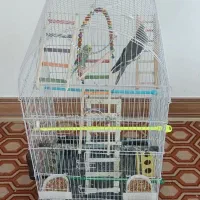 مرغ عشق و عروس هلندی نر