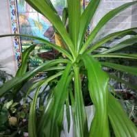 گل ذرتی با گلدان سفالی|گل و گیاه طبیعی|شیراز, شیخ علی چوپان|دیوار