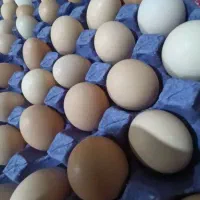 تخم مرغ محلی