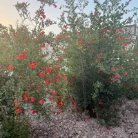 باغ-تکمیل-شیک-تیمیارت