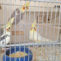 عروس هلندی|پرنده|قزوین, |دیوار