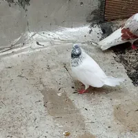 ی جفت نرو و ماده تهرانی به شرط پرش
