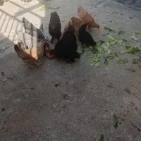 مرغ و خروس|حیوانات مزرعه|پاکدشت, پاکدشت (مامازند)|دیوار