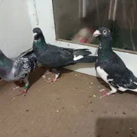کفتر|پرنده|شیراز, آبیاری|دیوار