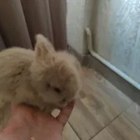 خرگوش مینی لوپ