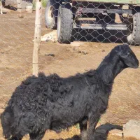 بره قوچی بره ماده شیشک قره قزل و قزل افشار