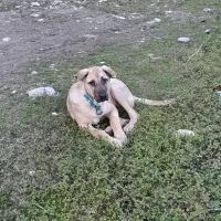 دو عدد توله عراقی سرابی ماده