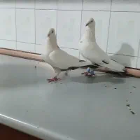 کفتر دمبی . طوقی  عطیقه