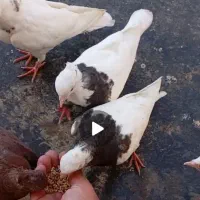 کبوتر سیاه صرع چش نوک. طوقی.سوسنی