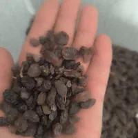 کشمش مویز|عمدهفروشی|ری, ملکآباد|دیوار