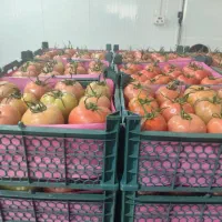 ماشین کرایه