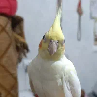 طوطی عروس هلندی