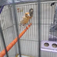 قناری ماده|پرنده|کرمان, |دیوار