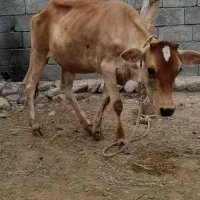 گاو پرو