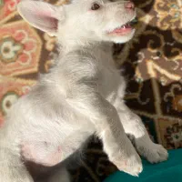 سگ پاکوتاه|سگ|دلند, |دیوار