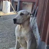 توله آلابای|سگ|اصفهان, ارغوانیه|دیوار