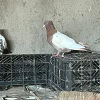 دم موشکی.دم سیاه..هر دو چند تیزی به اخر.|پرنده|سبزوار, قصبه شرقی|دیوار