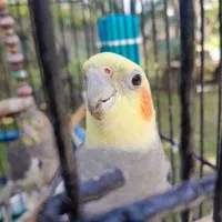 یه جفت عروس هلندی  سخنگو با قفس