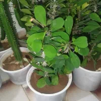 گل و گیاه|گل و گیاه طبیعی|بروجن, |دیوار