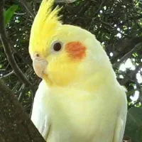 عروس هلندی ماده زردرنگی گمشده