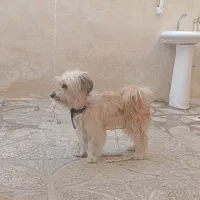 باهوش مهربون