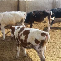 گاو|حیوانات مزرعه|کرمان, |دیوار