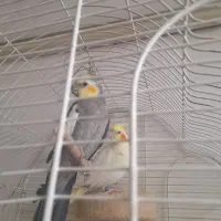 عروس هلندی