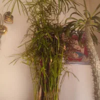 نخل ماداگاسکار ونخل مرداب