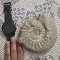 فسیل امونیت غول پیکر