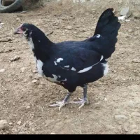 تخم مرغ گلین نطفه دار (بافت)