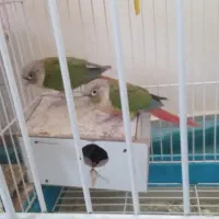 طوطی گرینچیک اناناسی|پرنده|بم, |دیوار