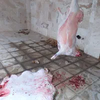 خرید دام زنده  از بازار دام و قصابی در محل|حیوانات مزرعه|بجنورد, |دیوار