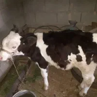 گاوهمراه گوساله