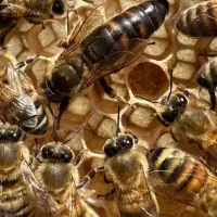 ملکه کارنیکا