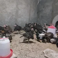 فروش جوجه بوقلمون4ماهه،وجوجه مرغ 2ماهه