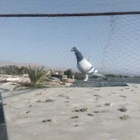 نر سبز کلاغ