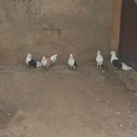 پنج عدد پشدارپرشی وکاکولی سه تا ماده دوتانر