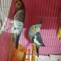عروس هلندی