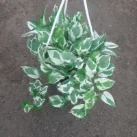 گل های مناسبت روز مادر رسید|گل و گیاه طبیعی|بیرجند, |دیوار