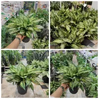 شفلرا آمستل برگ عبایی زاموفیلیا فیکوس استند پتوس