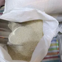 برنج هاشمی دره رود مغان