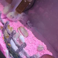 ماهی سیچلاید نر وماده