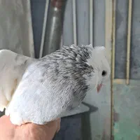 کبوتر طوقی در رنگ و خال های مختلف|پرنده|قروه, |دیوار