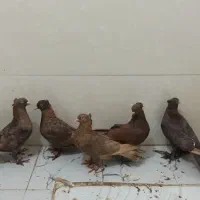 کبوتر|پرنده|شاهینشهر, شهرک هشت بهشت|دیوار