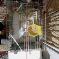 عروس هلندی|پرنده|سراب, |دیوار