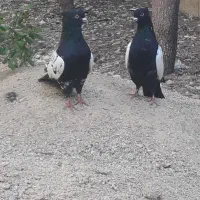 کبوتر سینه ای یک جفت