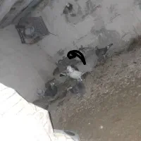 کفتر پرشی فروشی