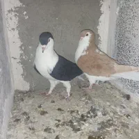 کبوتر|پرنده|ساوه, |دیوار