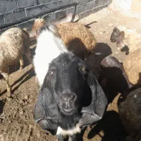 بز و ورن|حیوانات مزرعه|کرمانشاه, |دیوار