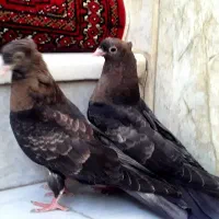 کبوتر کفتر سوسنی زاغ سرخ ابادانی چشم ونوک|پرنده|شهرضا, |دیوار